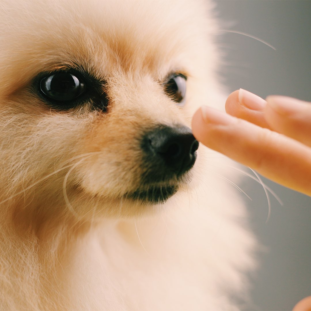 Soothing nose & paw balm for dogs
